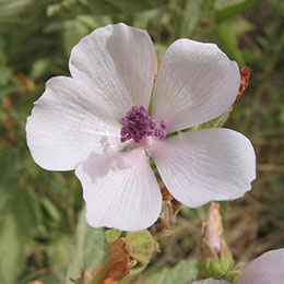 Althaea officinalis